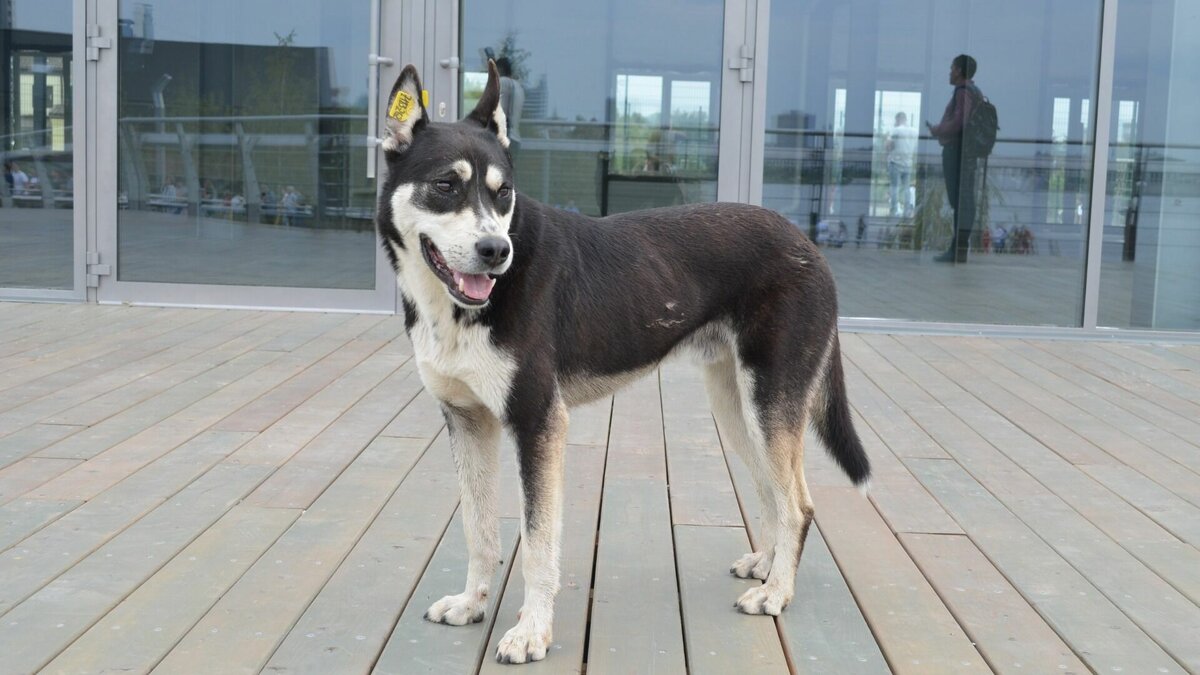     Основателя зеленодольского приюта «Кот и Пес» Альберт Галиев в разговоре с корреспондентом Inkazan рассказал, как бездомные животные переживают морозы, и как им помочь.