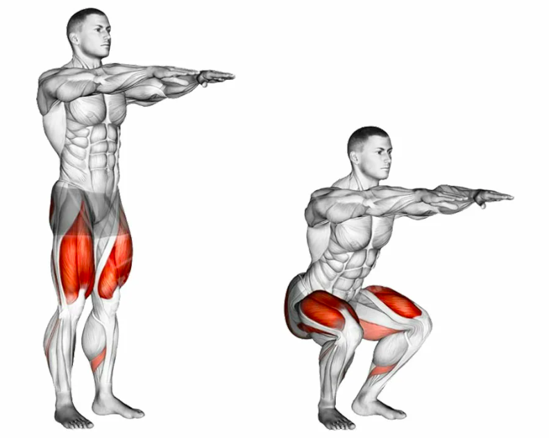 Упражнения со штангой на квадрицепс. Приседания мышцы задействованы. Присед группы мышц. Группа мышц задействованная при приседании.