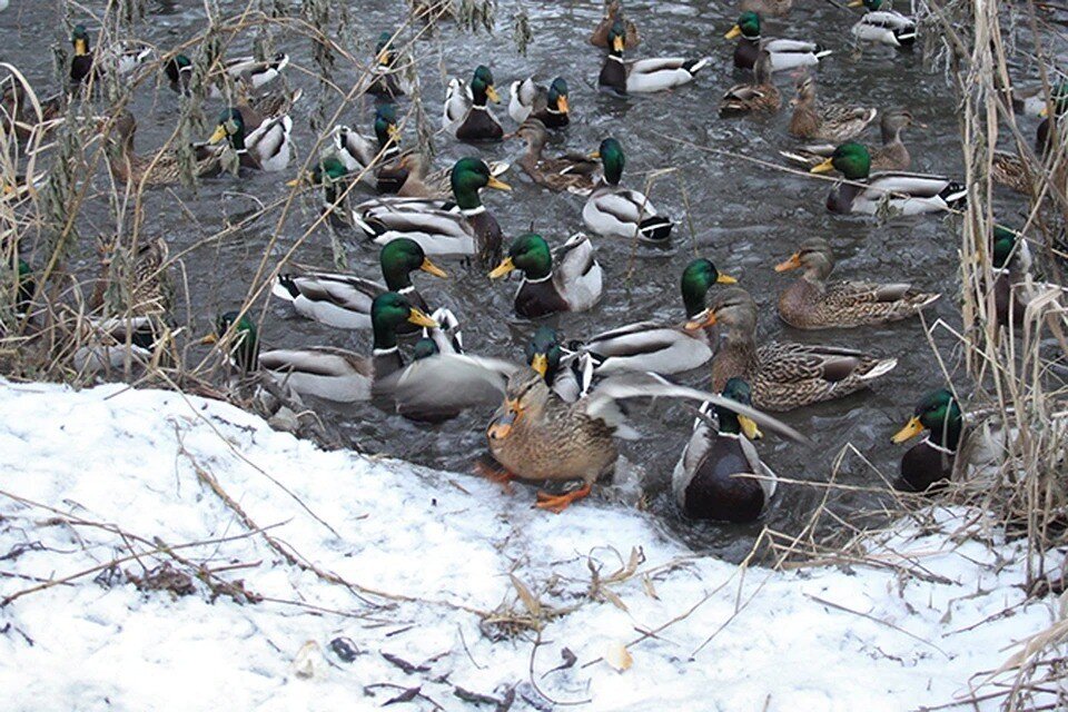     Дикие утки уже приноровились зимовать в Беларуси. Им важно, чтобы вода не замерзала полностью - а пропитание они себе найдут. Елена ВАХРУШЕВА
