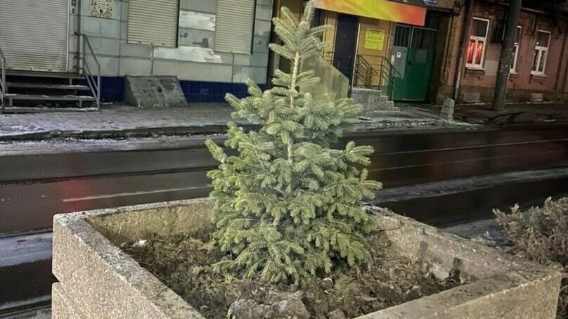     Власти Ростова заменили засохшие туи на Станиславского новыми саженцами елок, однако в соцсетях горожане усомнились в дальновидности этой идеи.