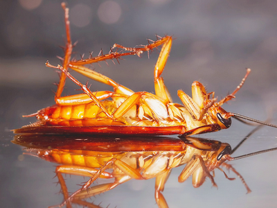 Таракан повержен!
