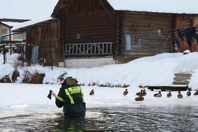    Спасатели из Нижегородской области помогают перезимовать семейству уток ©телеграм-канал МЧС России