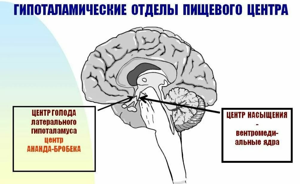 Чувство голода после еды: причины, симптомы, способы устранения - Чемпионат