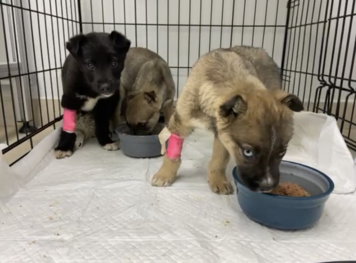 Агат, Амур и Алмаз