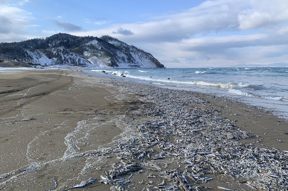     Так выглядит побережье бухты Первухина Фото: СКТУ ФАР