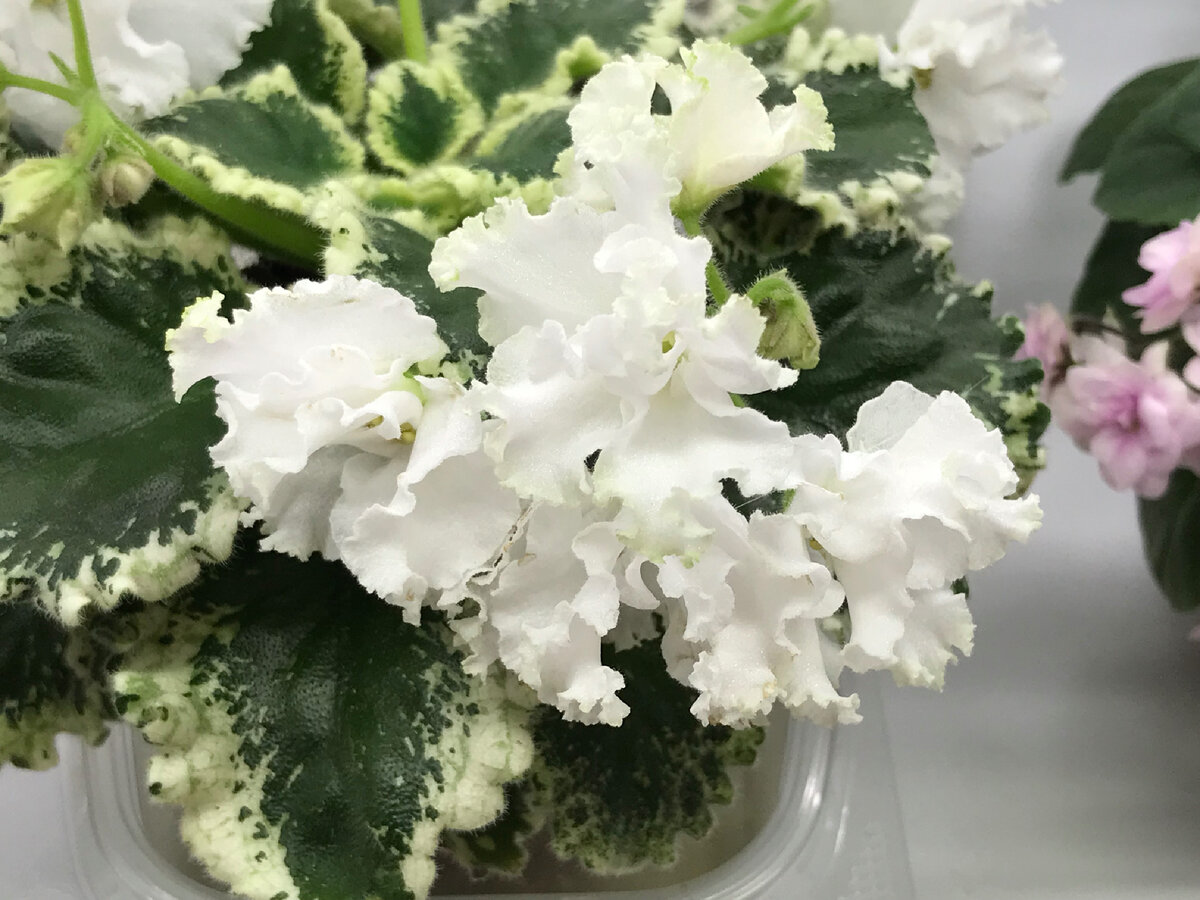 Голова ЯН-Каприза после переукоренения спортанула. Зеленой каймы на рюшечке нет. Фиалка устала быть красивой. 