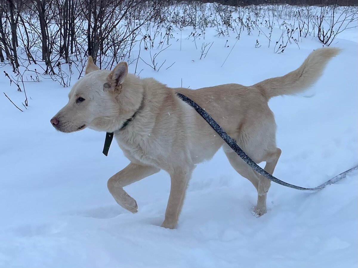 Собака Джая не выходила из будки 3 недели, скучала. Байкал вернулся | Джим  ЧУСОВОЙ | Дзен