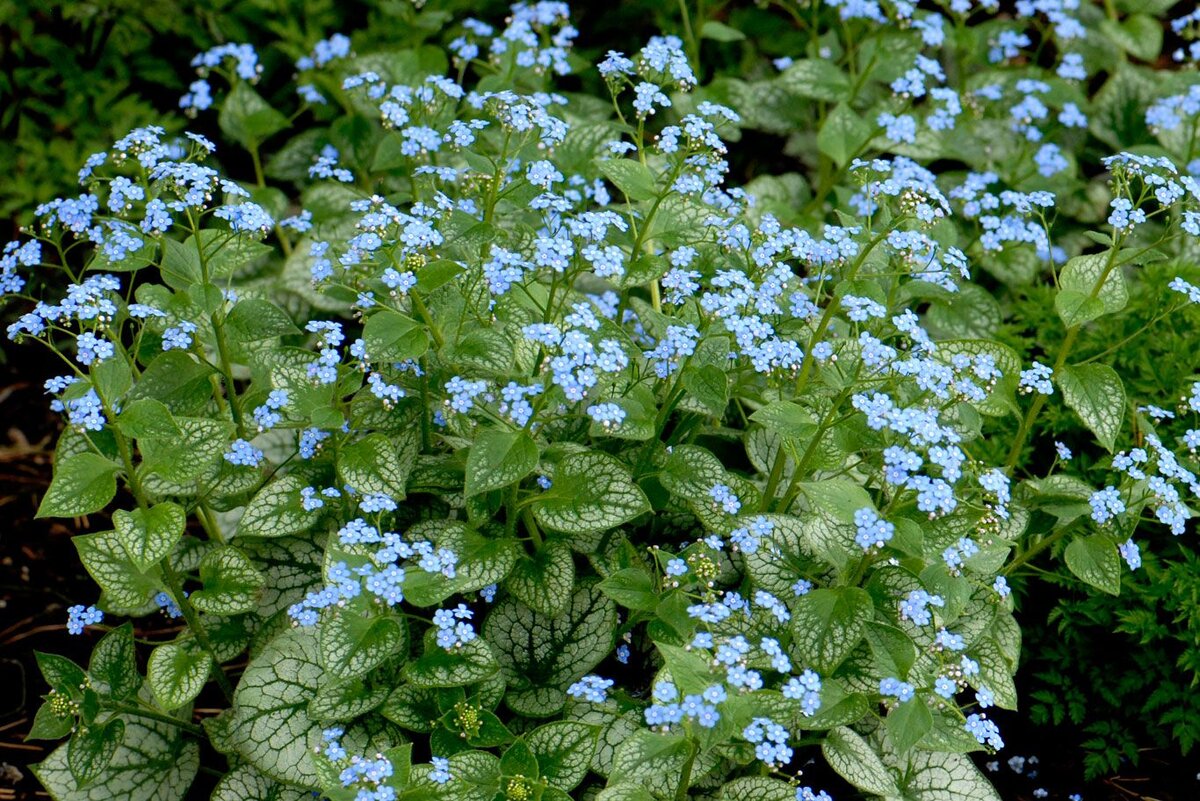 Brunnera macrophylla Silver Heart