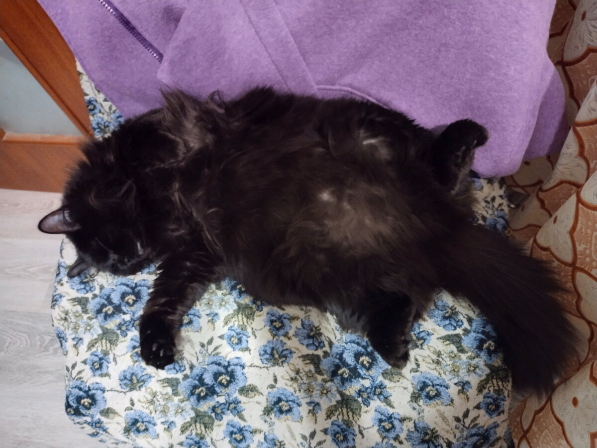 Шесть килограммов Бани