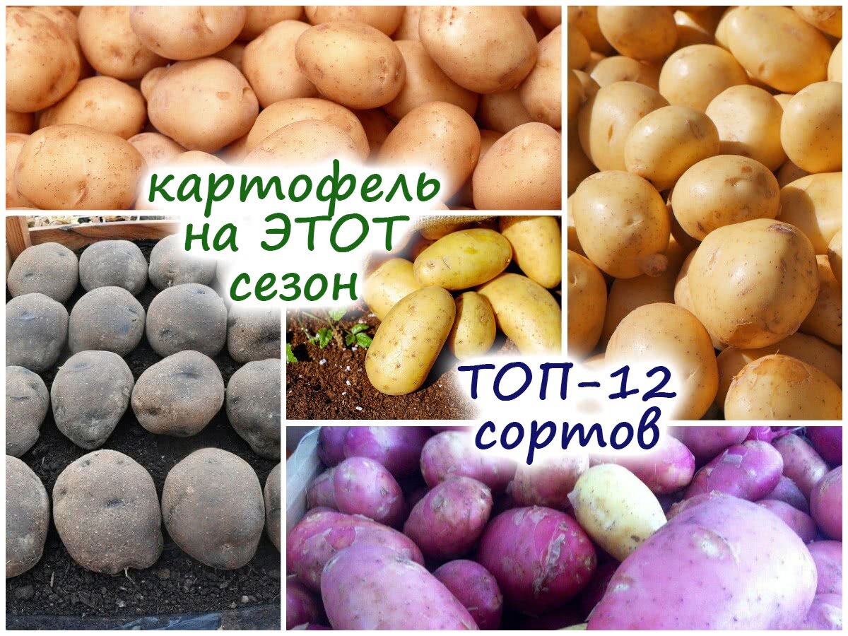ТОП-12 урожайных сортов картофеля под любые вкусовые предпочтения икулинарные нужды!
