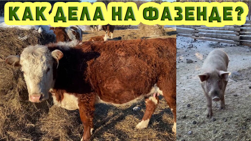 Как дела на фазенде!? Немного влога!