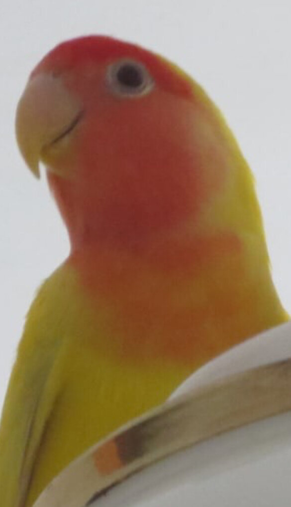 Рыжик,подвергавшийся уже тогда насилию со стороны своей жены.