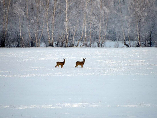     Фото: департамент информационной политики Свердловской области.