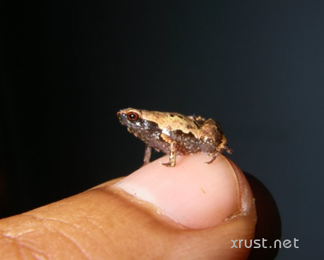  Исследователями из немецкого Университета Людвига-Максимилиана обнаружили на Мадагаскаре 5 ранее неизвестных науке видов миниатюрных лягушек.-2