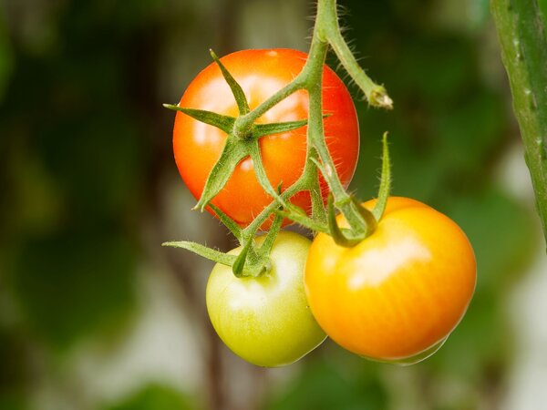 Почему на томатах нет завязей