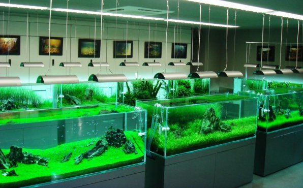 Студия "Aqua Design Amano"