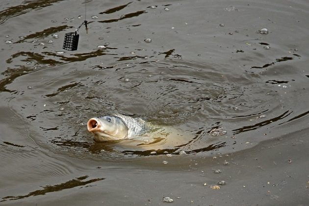 Фото с сайта: https://outdoorempire.com/carp-bait-comparison/