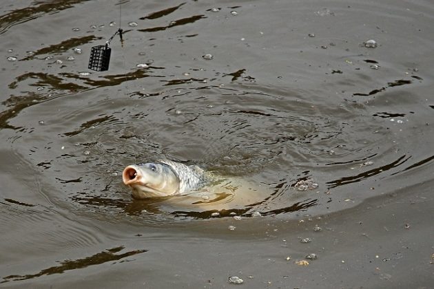 Фото с сайта: https://outdoorempire.com/carp-bait-comparison/