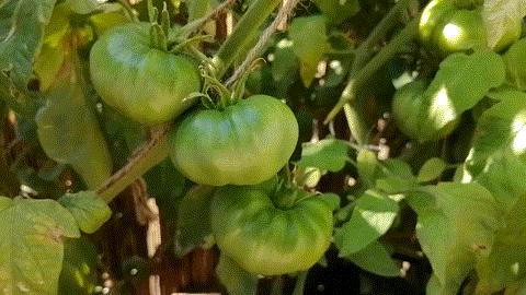 Зреющие желтые томаты