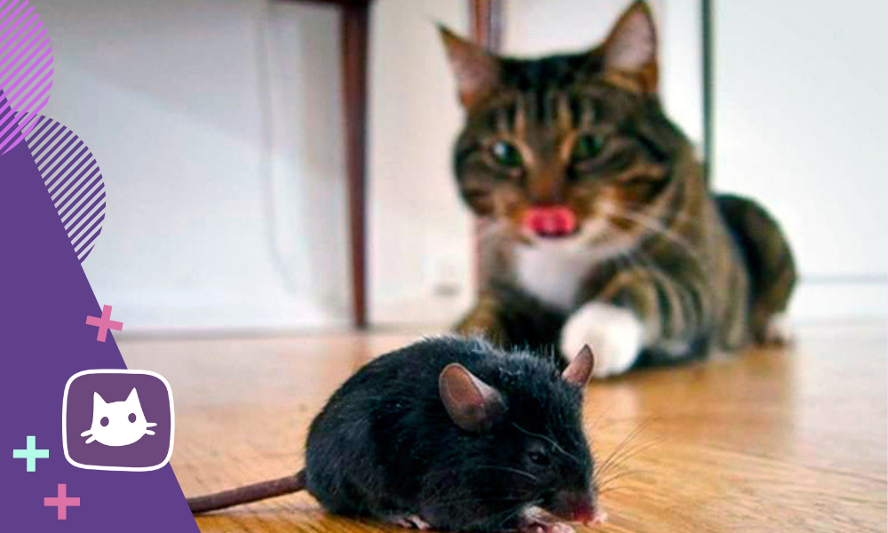 Почему кот приносит мышей к порог дома