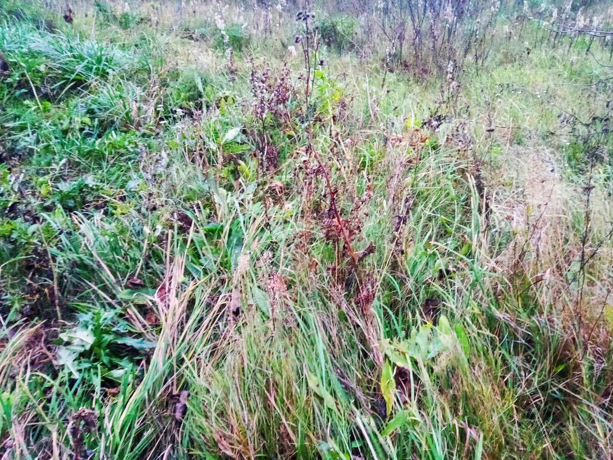 Вот как это выглядит сейчас, невыкошенный кусочек участка