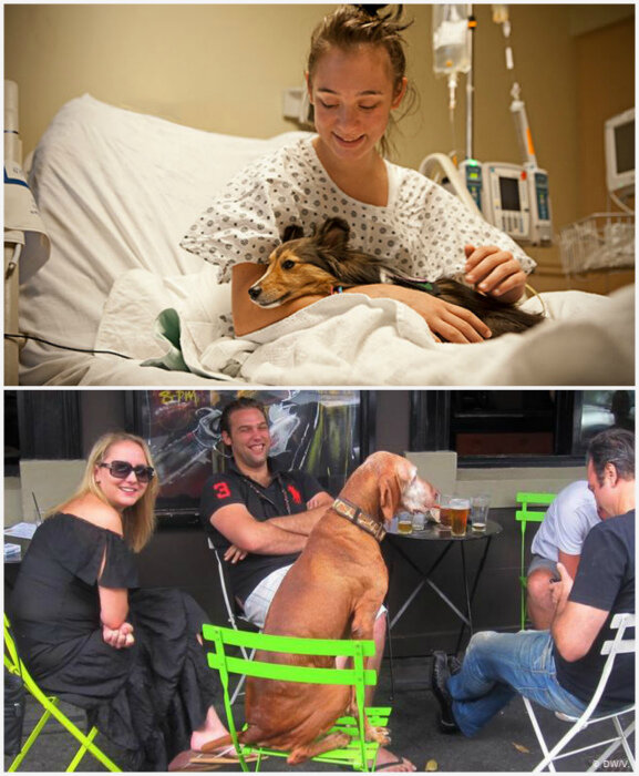 Собаки в общественных местах. | Фото: DW, Yousense.info.