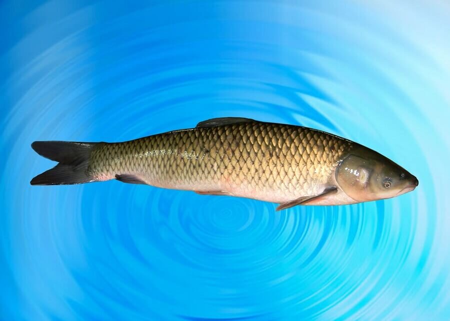 сельхозпортал,рф