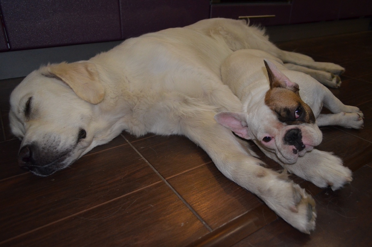 Тимон (голден) и Дуся (бульдожка)