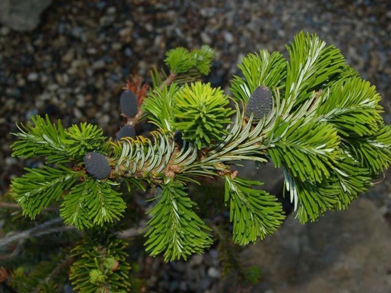 Пихта Вича/Вейча (Abies veitchii)