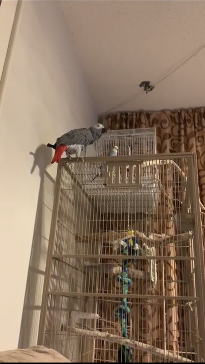 Клетка Вени и второй попугай его воспитывает