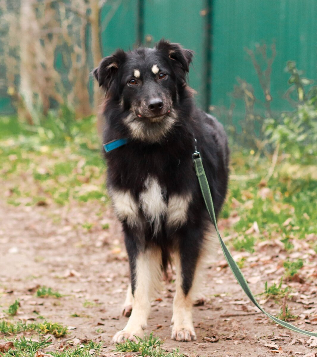 Собака Майя из Банды Дворян