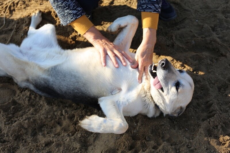 Дэйзи, приют солнцево