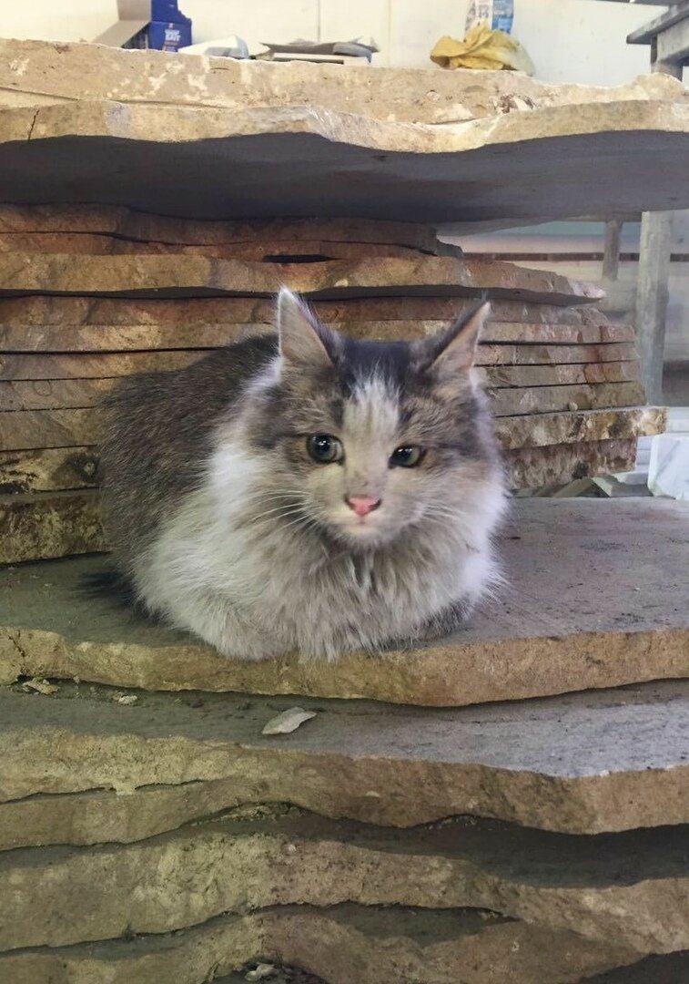 Фото подборка смешных и забавных животных для поднятия настроения!! #юмор #животные #кошки #подборки #животное