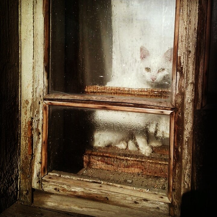 Котейка в старом доме в центре г. Перми.