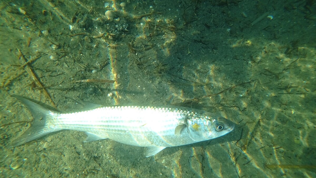 Рыба мармир фото в черном море
