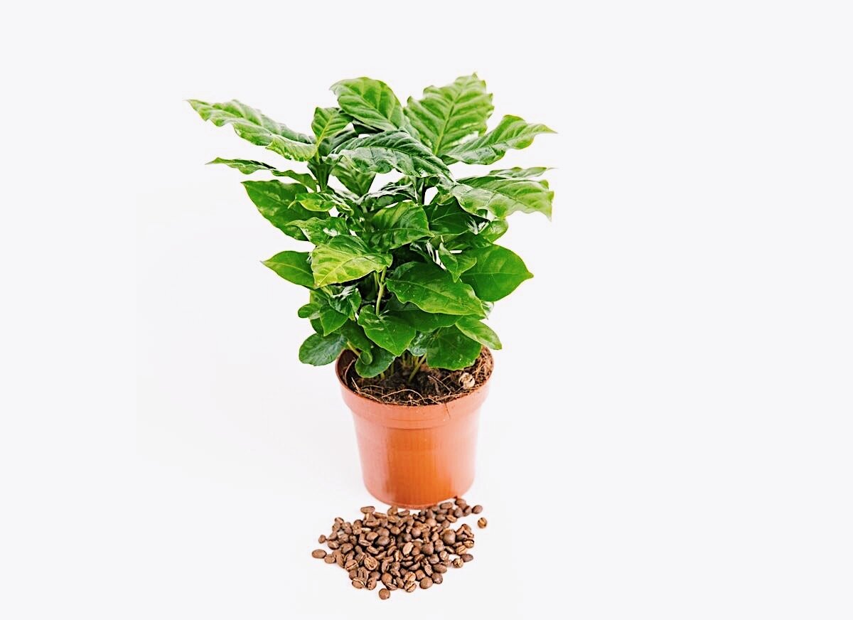 Сорт Арабика