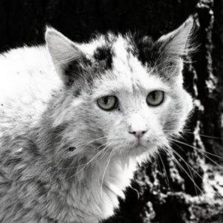 Яндекс картинки