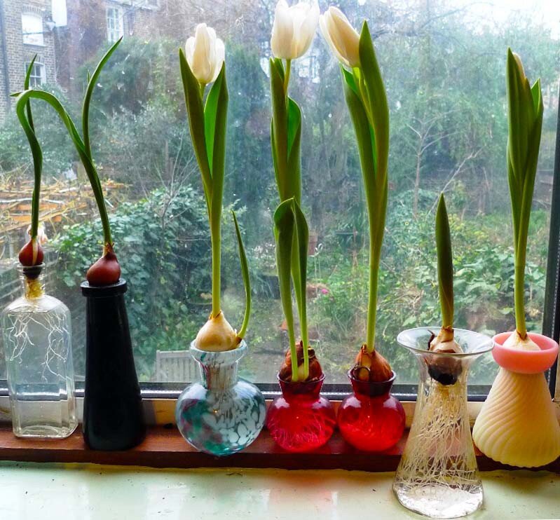 Сколько времени стоят тюльпаны в воде дома. Тюльпаны в гидрогеле. Тюльпаны в вазе вырастить. Тюльпаны в вазе с луковицей. Луковичные растения растущие в воде.