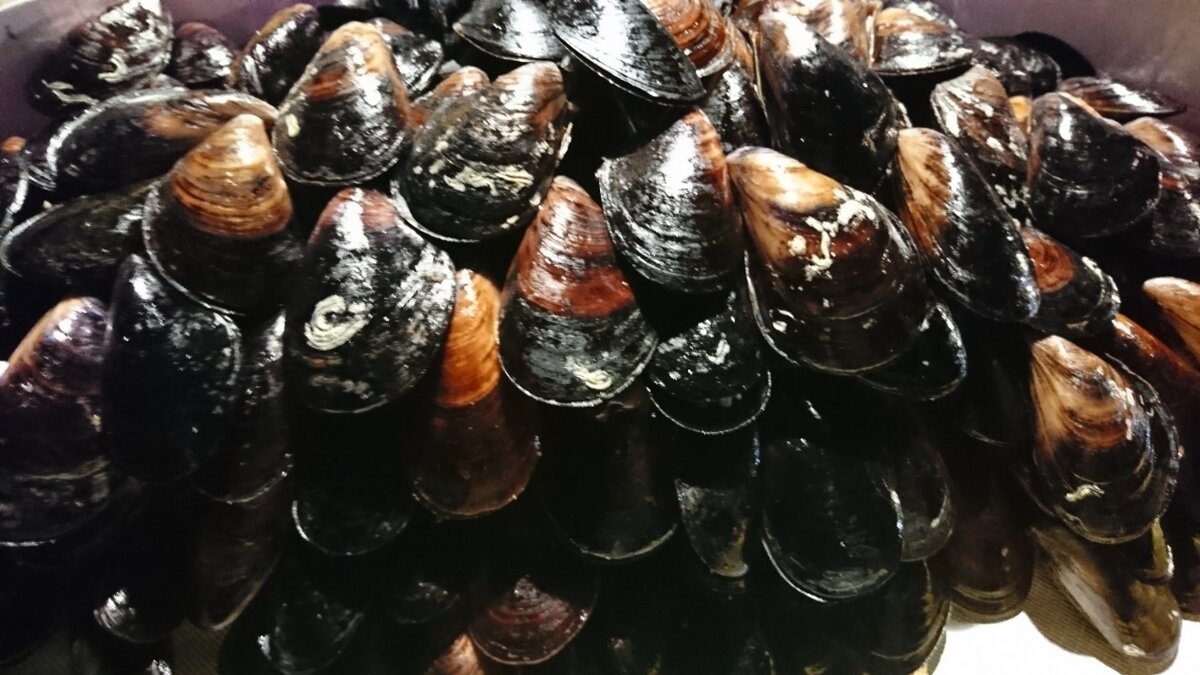 Мидии, фаршированный рисом - популярный стритфуд в Турции