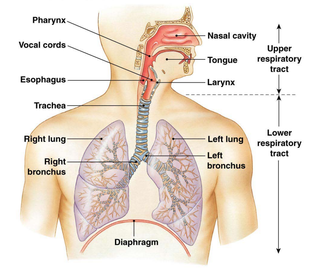 Дыхательная латынь. Строение дыхательной системы на английском. Дыхательная система анатомия на английском. Строение дыхательной системы. Дыхательная система человека схема.