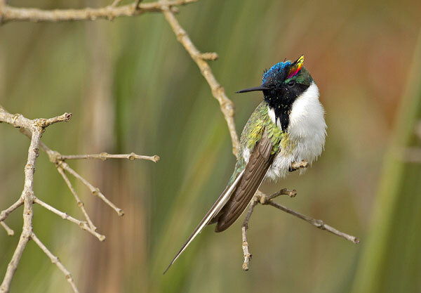 Рогатый колибри. Источник фото: neotropical.birds.cornell.edu