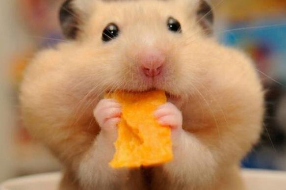 pravda.ru/zoo/1424106-hamster/  отсюда фото этой прелести