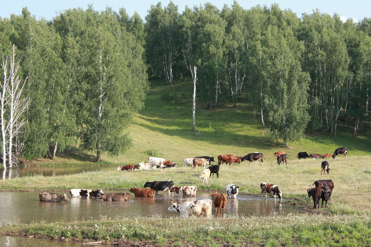 Коровы пасутся у водоема