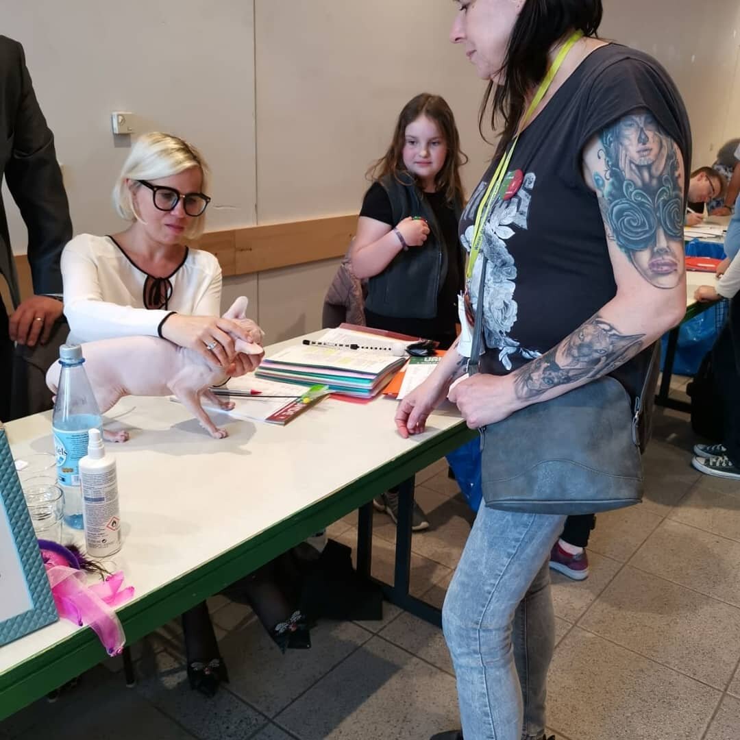 Сфинкс на выставке. Фото из профиля в инстаграм @sphynx_mania