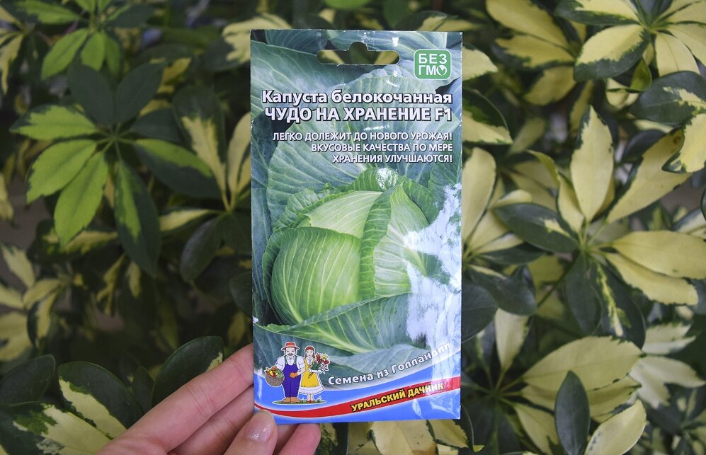 Юмор про тушеную капусту. Три вида капусты. Листья капусты в духовке. Капуста тушеная вес. Капуста с водой.