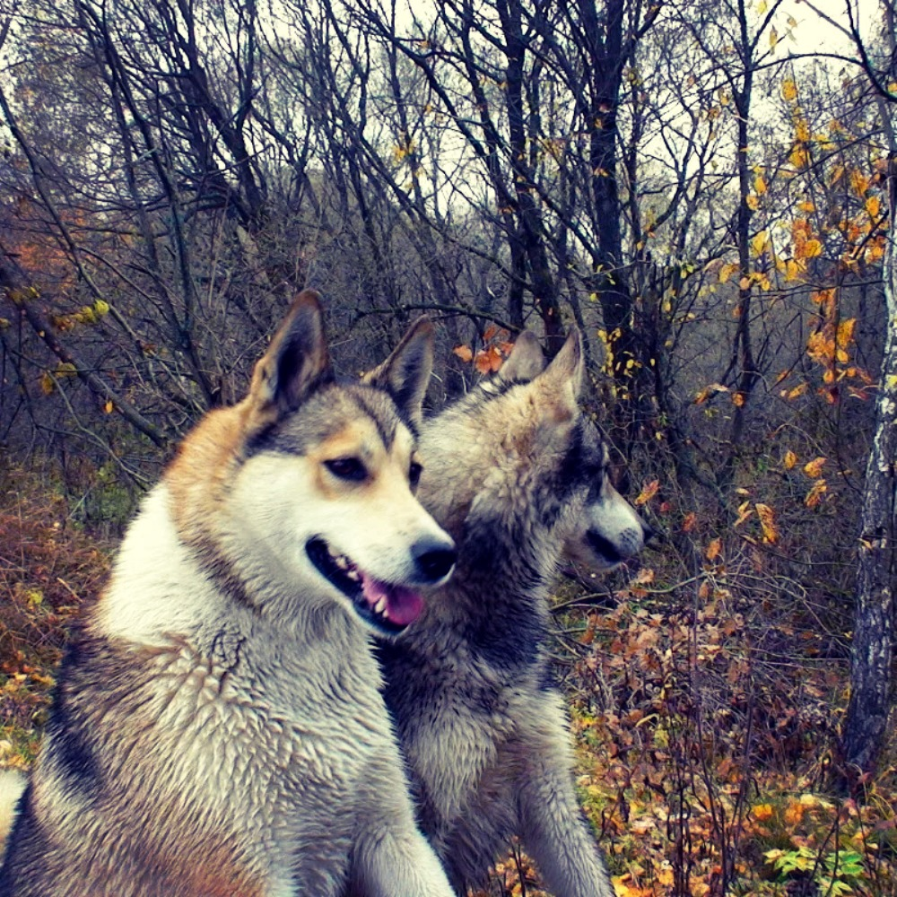 Западно Сибирская лайка на охоте. Западносибирская лайка. Пастушья лайка. Лайки Западно Сибирские охотничьи.