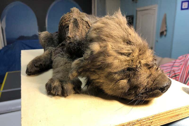 Источник: https://www.newscientist.com/article/2225348-ancient-puppy-found-in-permafrost-still-has-its-fur-and-whiskers/