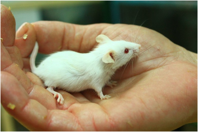 Маленькие живые мышки. Белая мышь. Белая декоративная мышь. Мыши домашние декоративные. Мышка белая домашняя.
