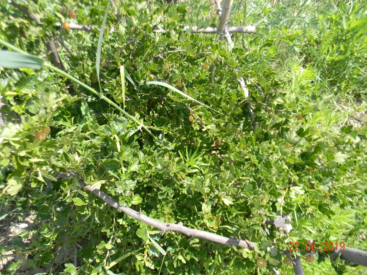 Вон торчит стебель тростника из куста крыжовника. Если не удалить - забьёт растение