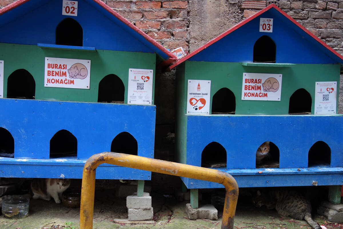 Это многоэтажка для котиков в переулке